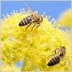 attività antitumorale dei componenti del veleno d'api contro il cancro al seno