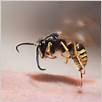 punture di api e vespe: sintomi, immagini e trattamento