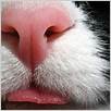 cosa fare per il graffio del naso del gatto: una guida