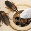 ho trovato uno scarafaggio in casa mia: devo preoccuparmi?