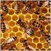 ricerca abeja | moda abeja